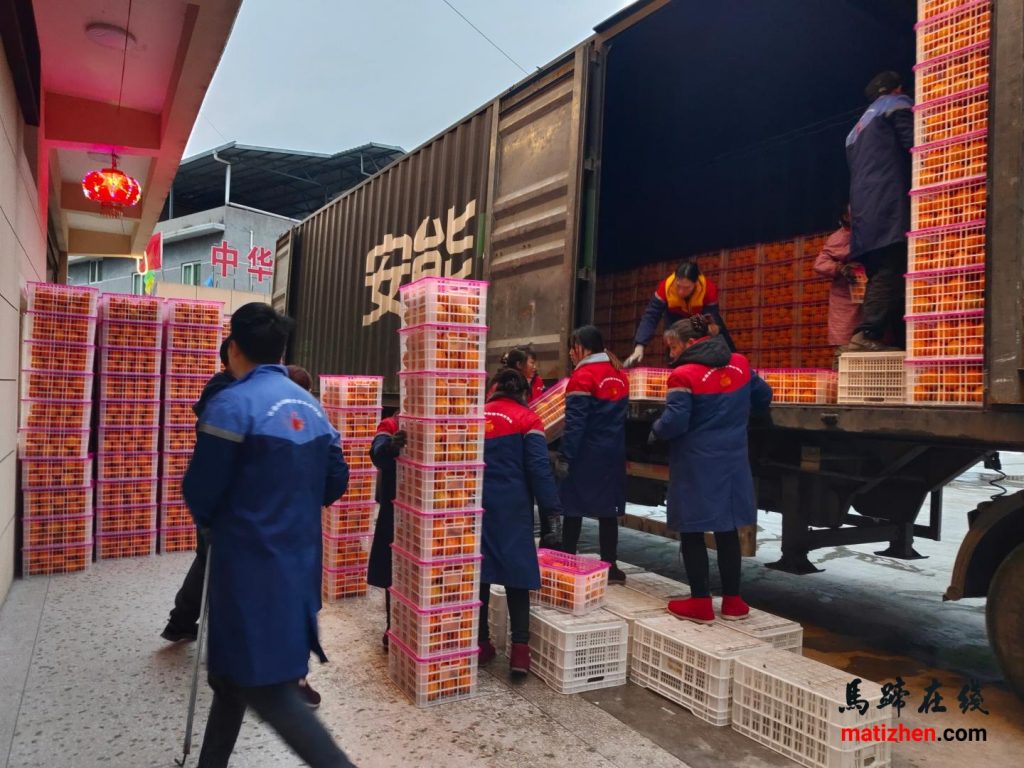23万斤马蹄甜橙将陆续发往浙江省青田县插图