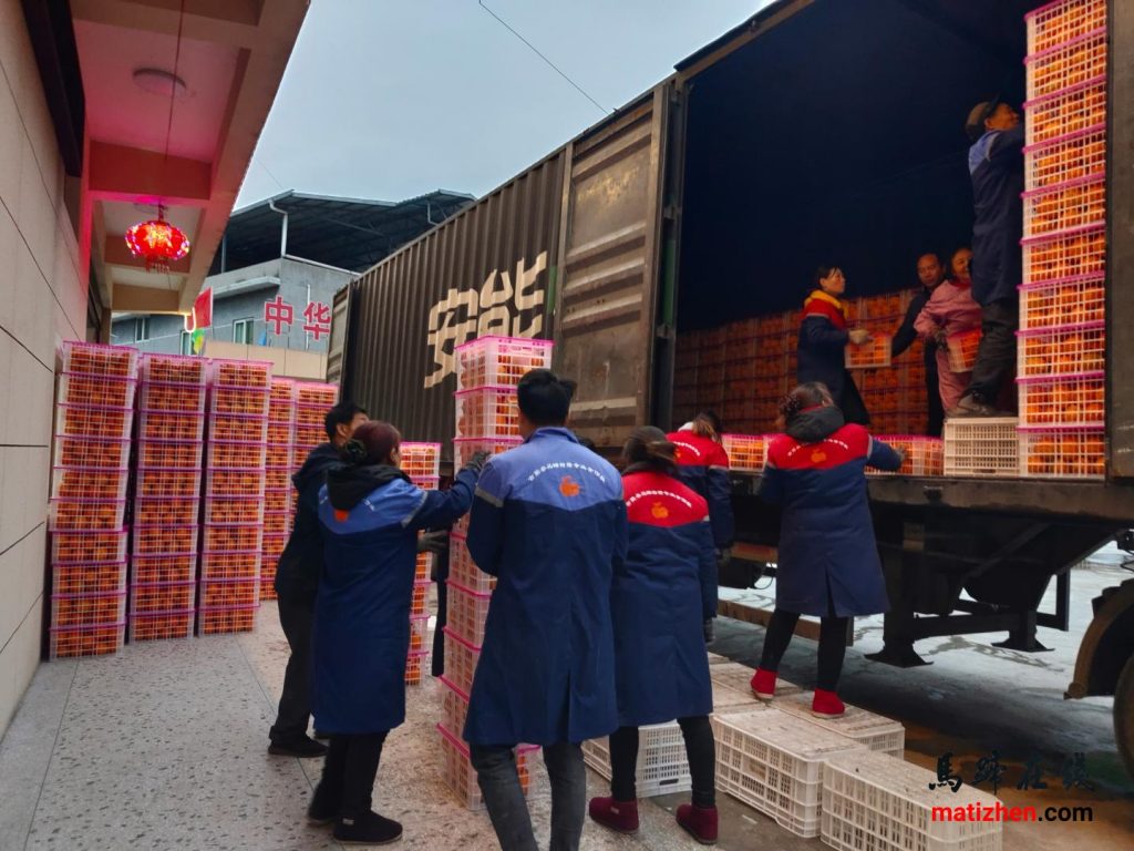 23万斤马蹄甜橙将陆续发往浙江省青田县插图1