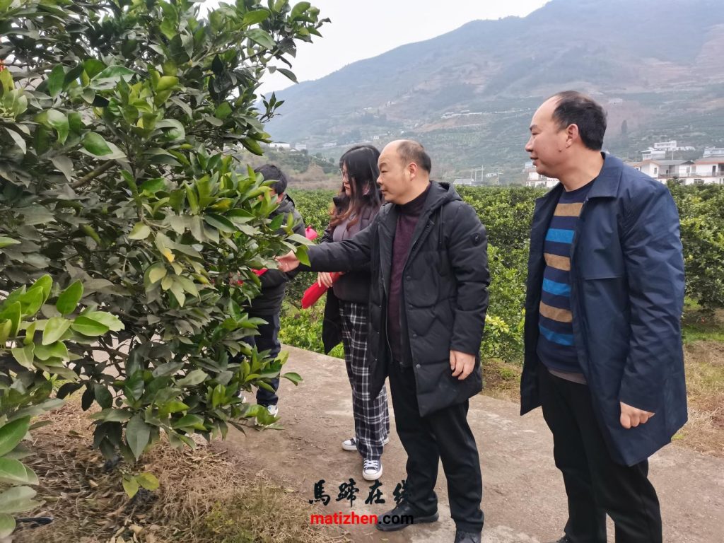 四川省农科院专家到马蹄镇开展病虫害绿色防控指导插图