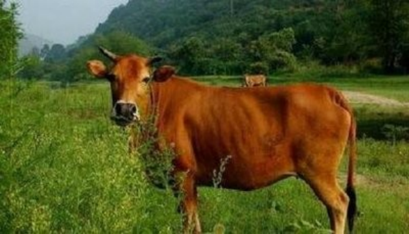 古蔺肉牛被列为全国名特优新农产品插图2