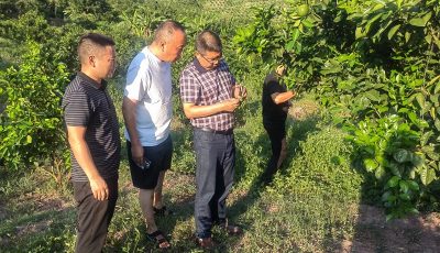 古蔺县农业农村局指导甜橙产业及抗旱工作缩略图